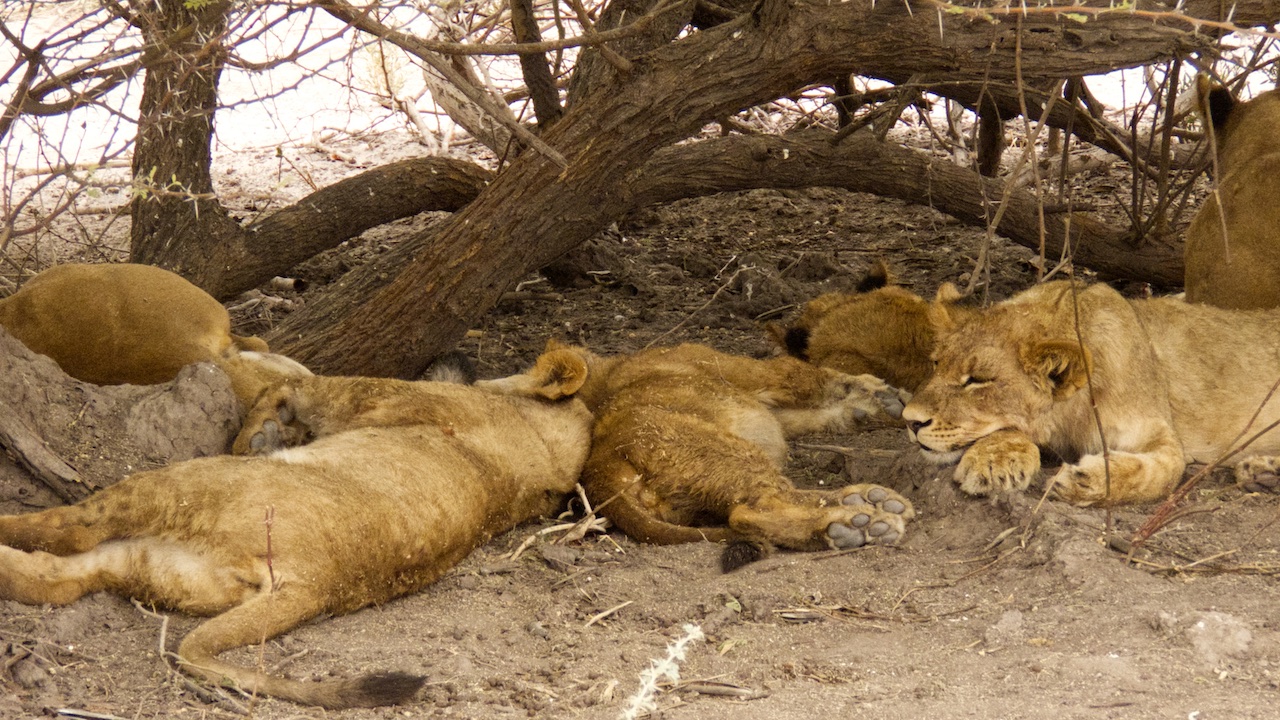 Lion cubs sleeping