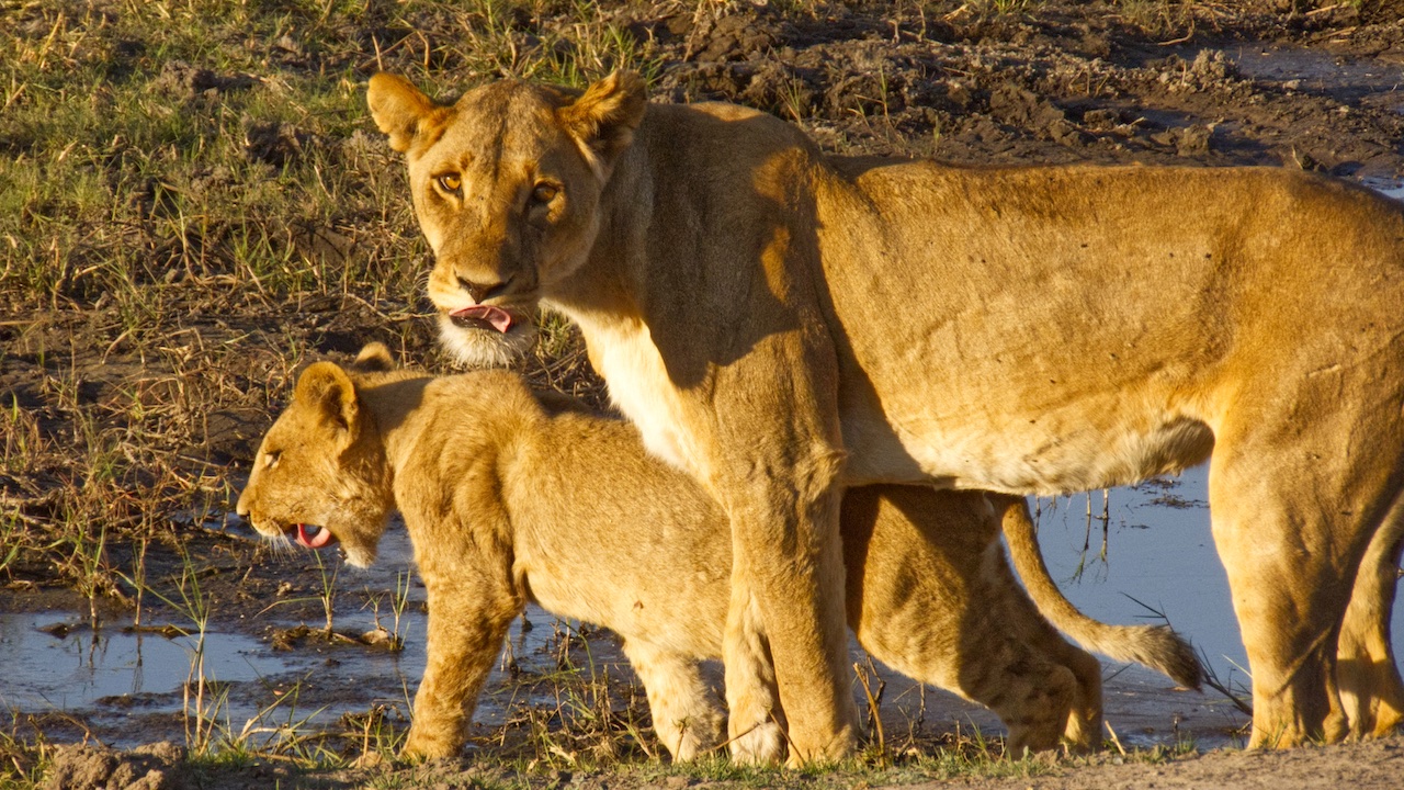 Lioness and cub by the water