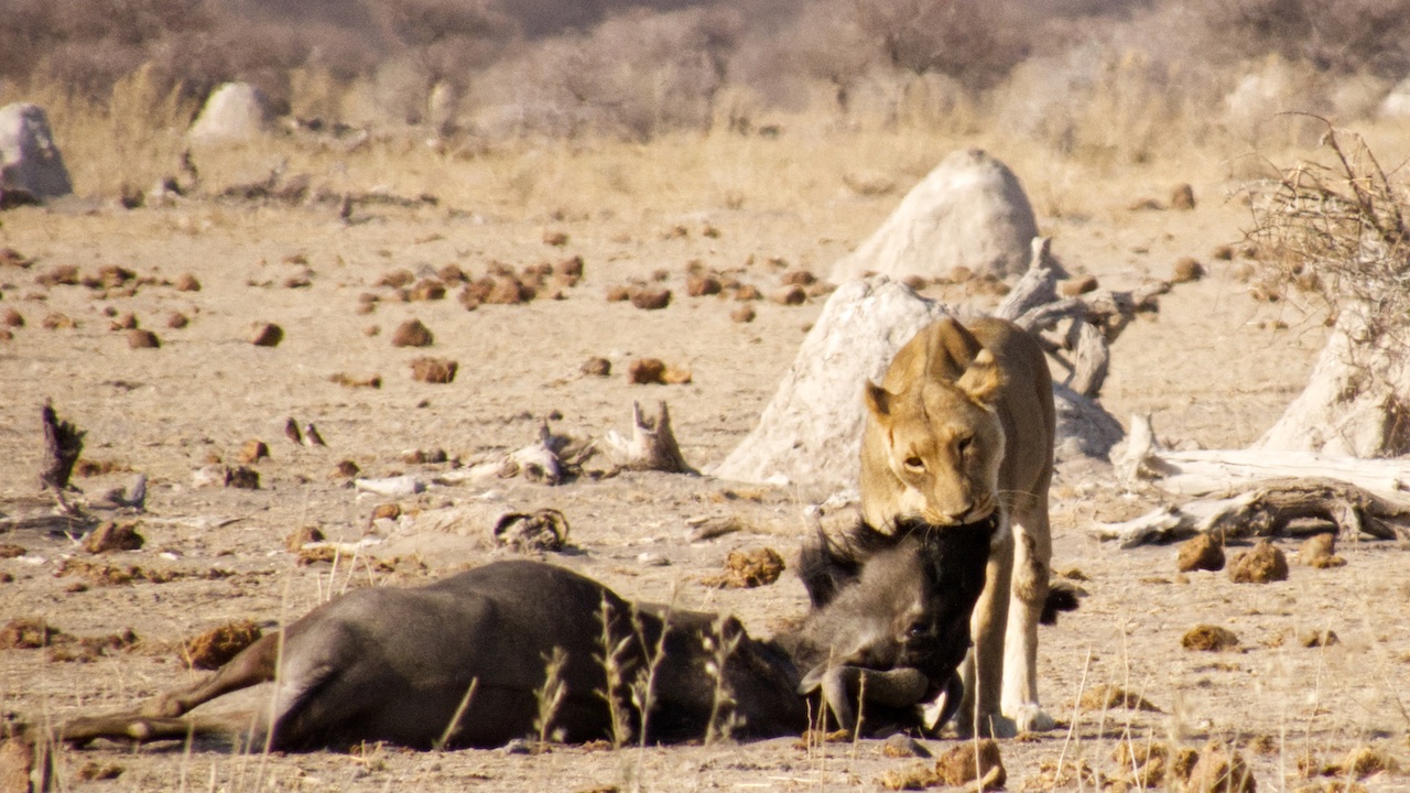 Lioness with wildebeest kill