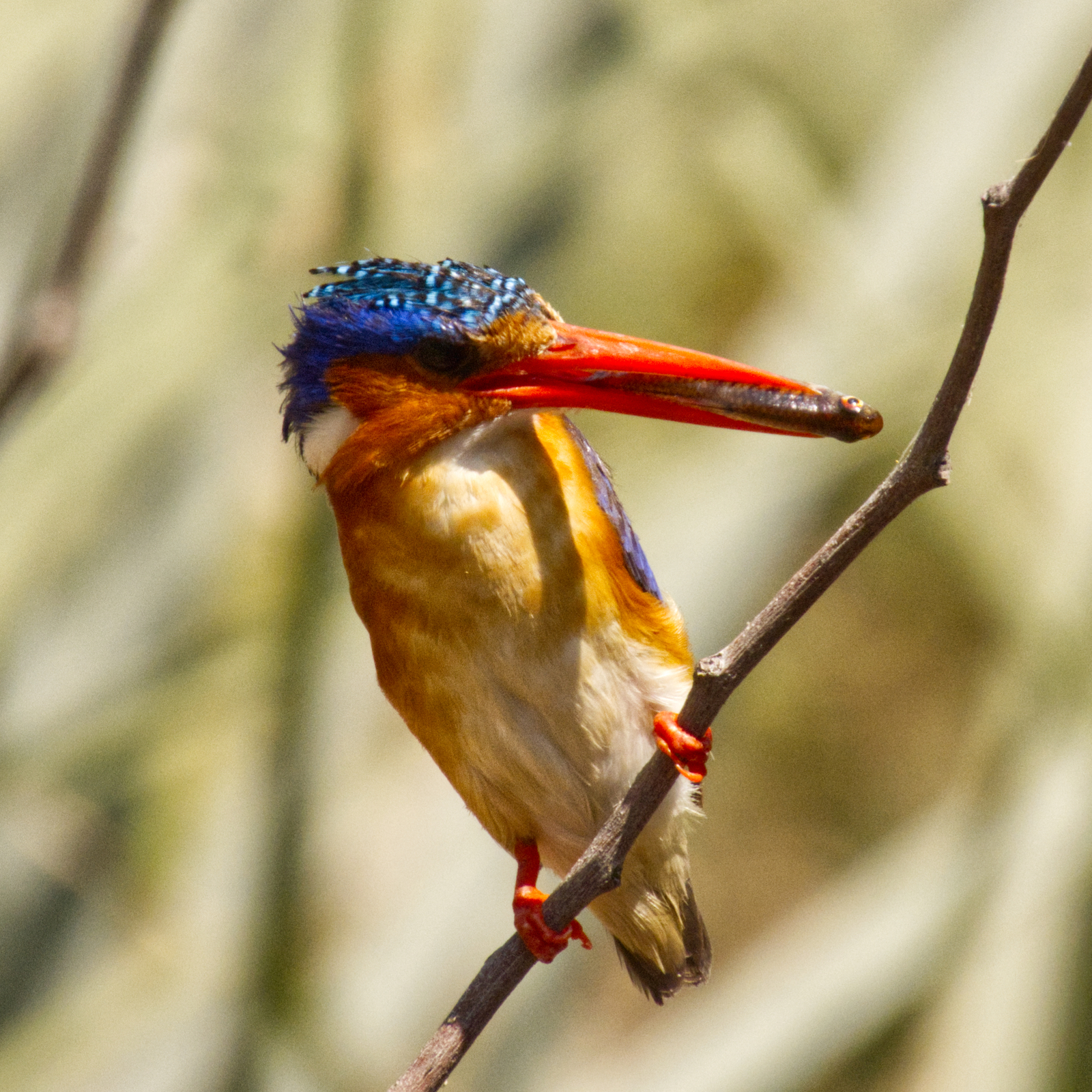 Malachite kingfisher with small fish