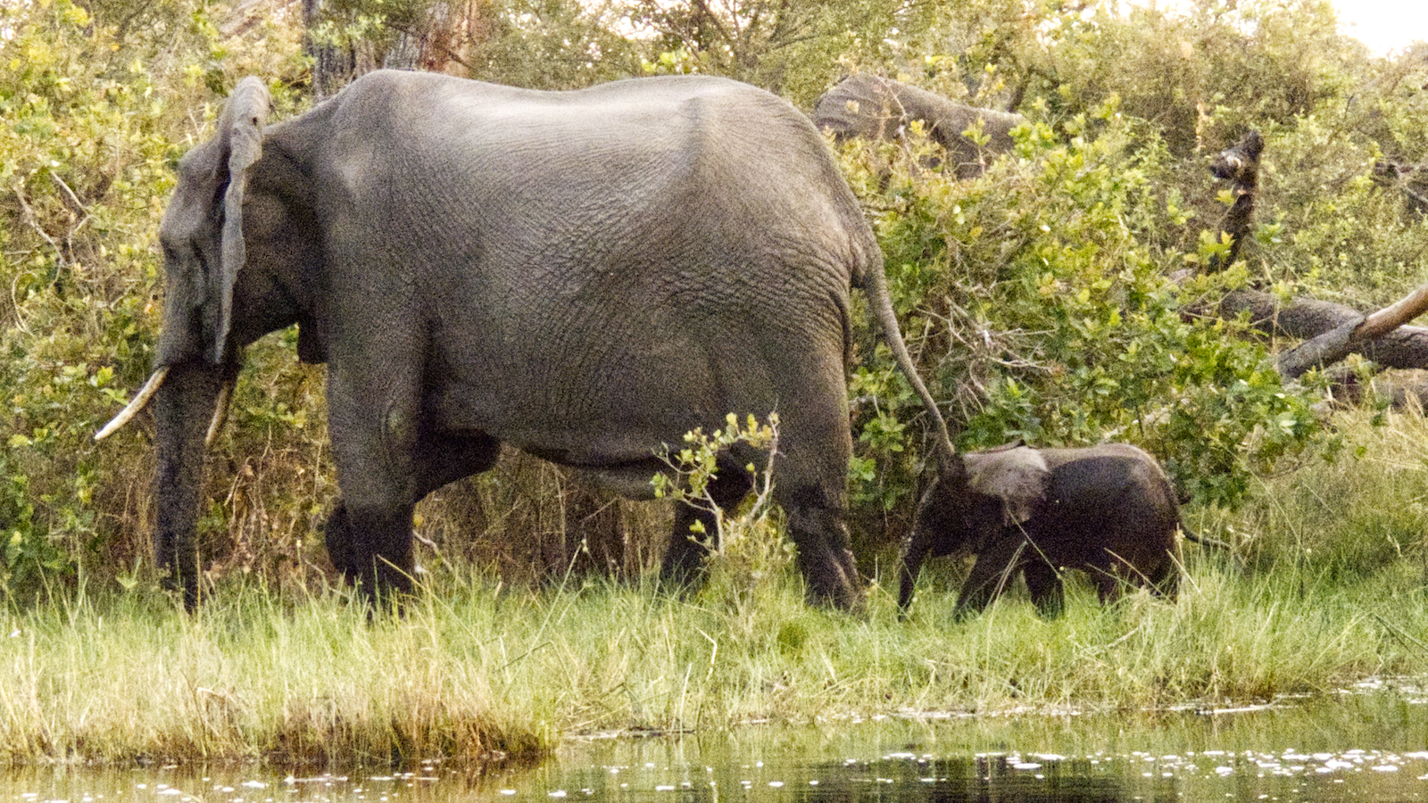 Mature elephant with baby