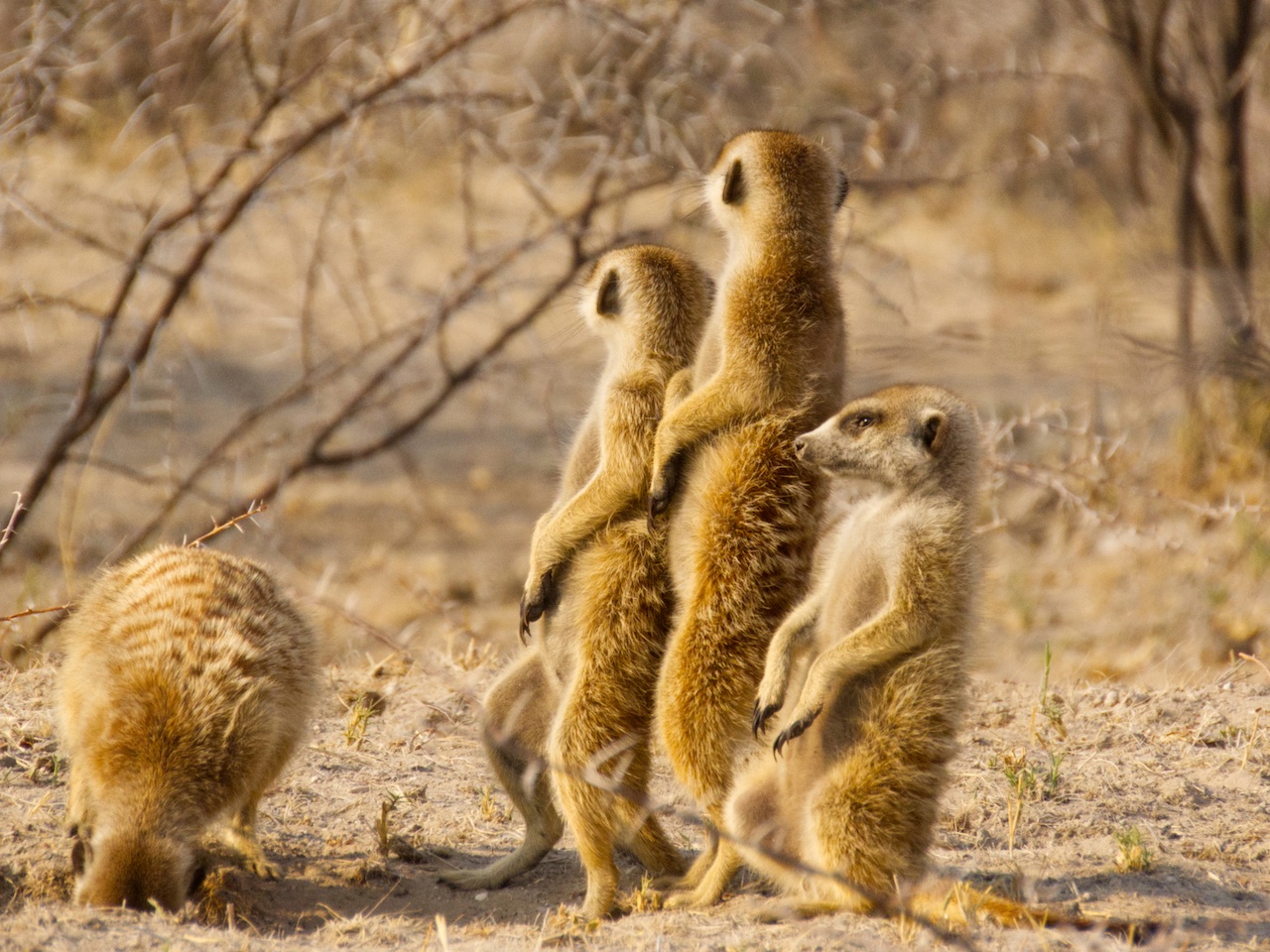 Meerkats