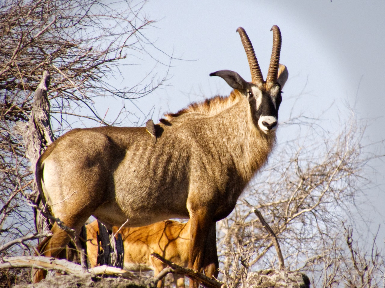 Roan antelope