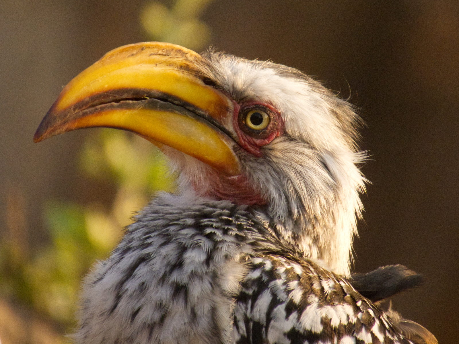 Southern yellow billed hornbill