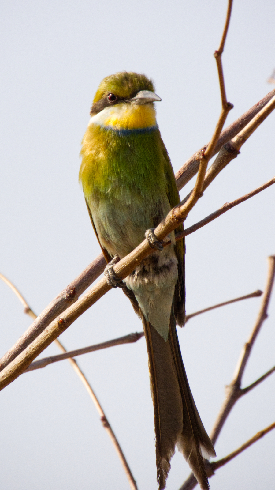 Swallow-tailed eater perched