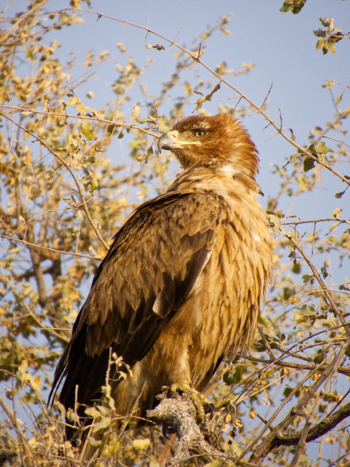 Tawny eagle