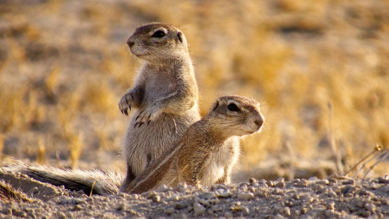 Two ground squirrels standing up and looking around