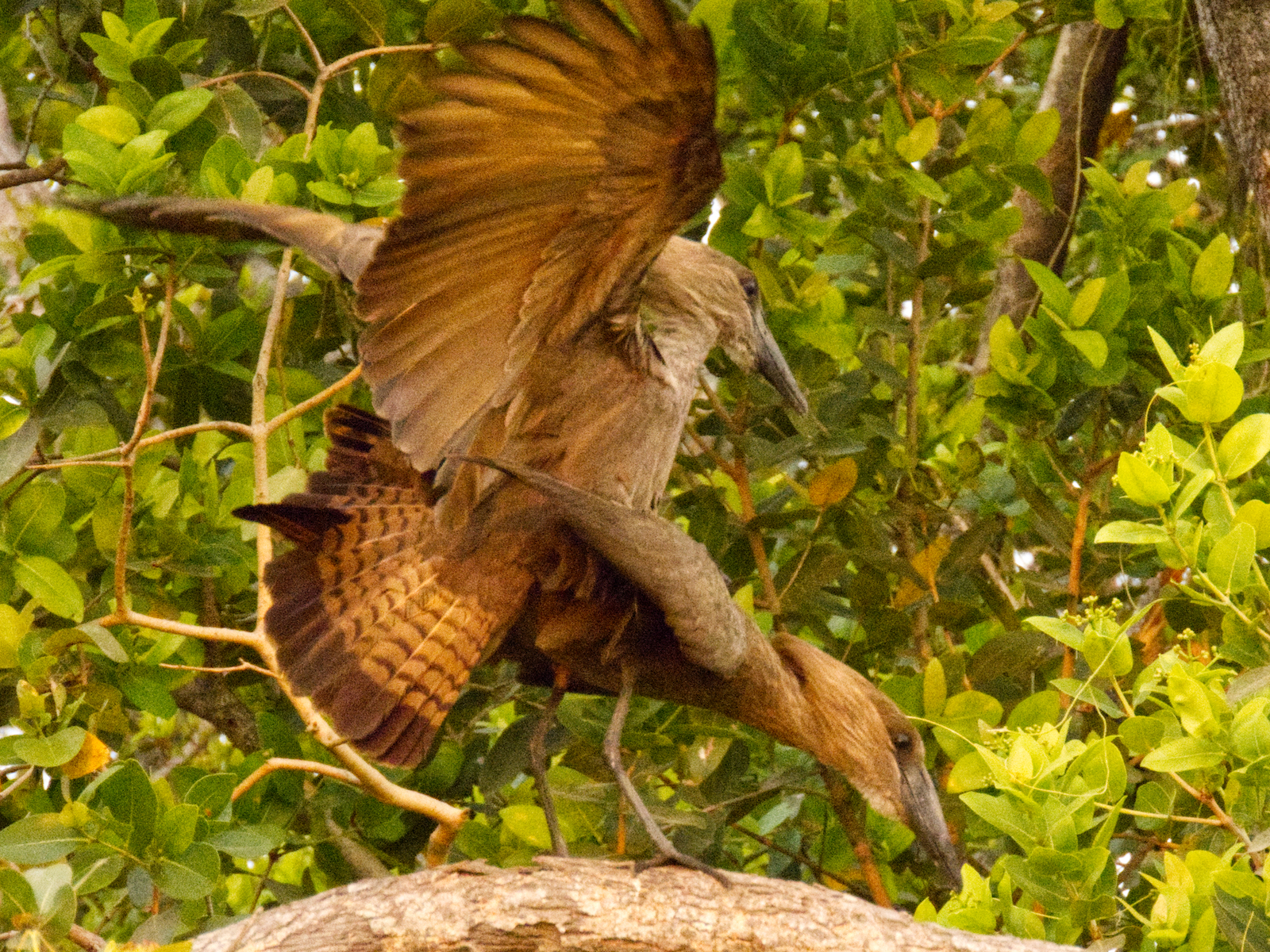 Two hamerkops mating