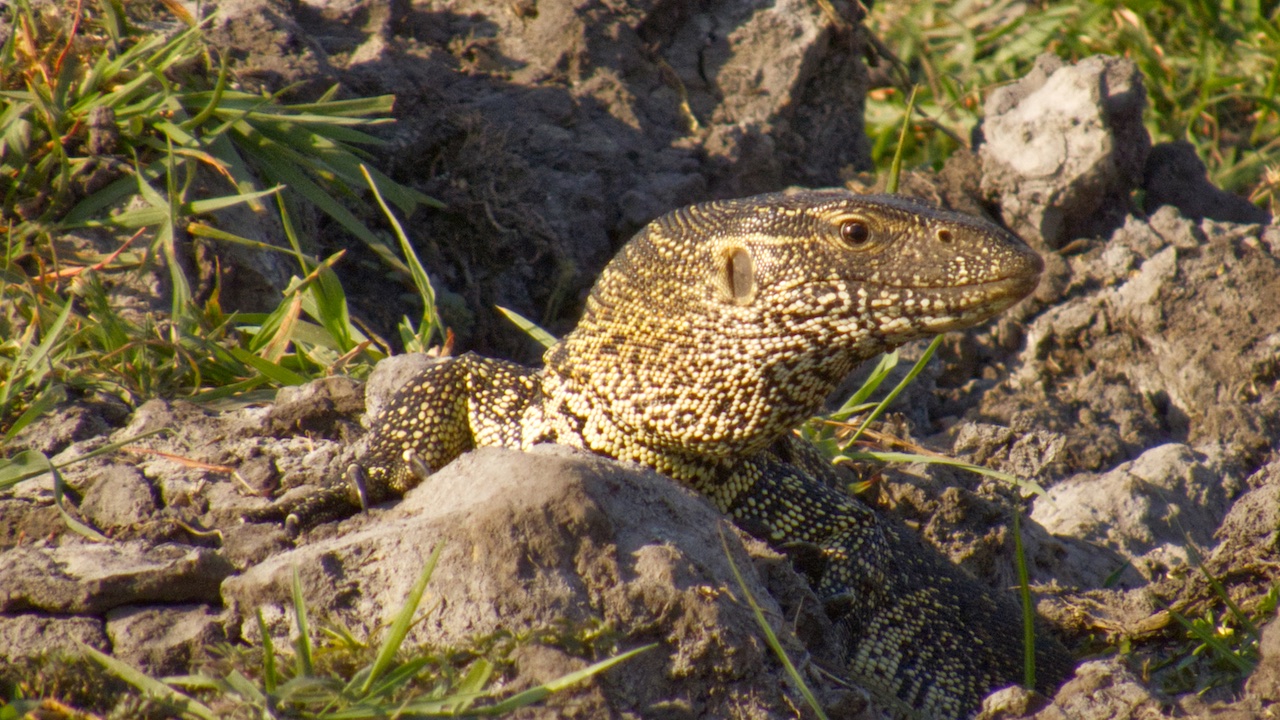 Water monitor