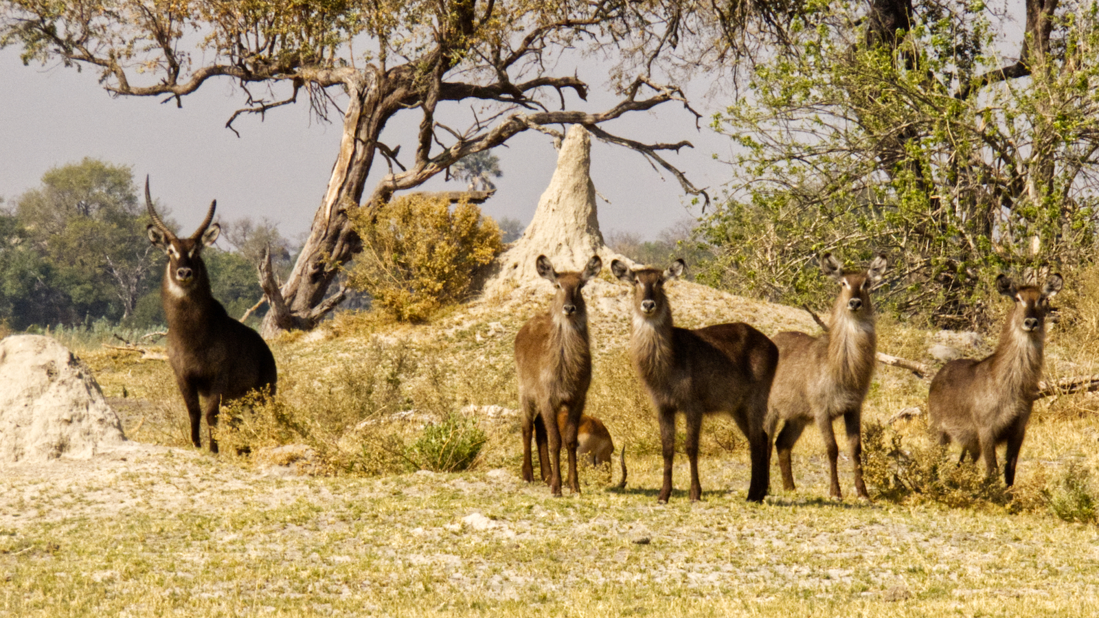 Waterbuck male with his harem