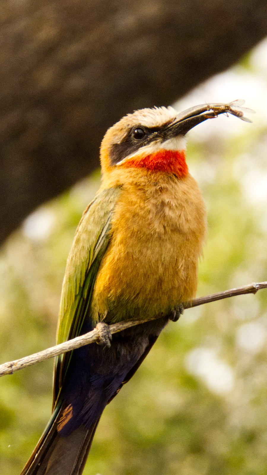 White fronted bee eater with insect