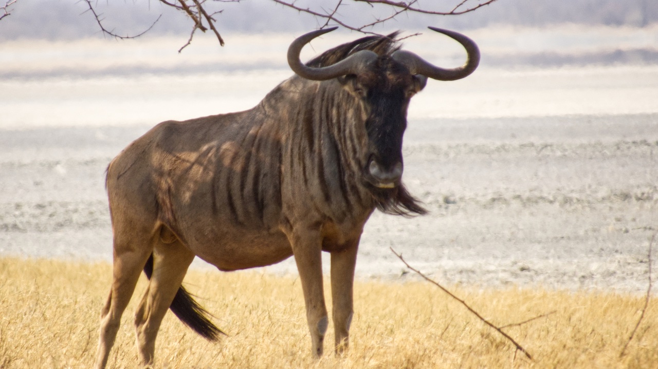 Wildebeest at Nata bird sanctuary