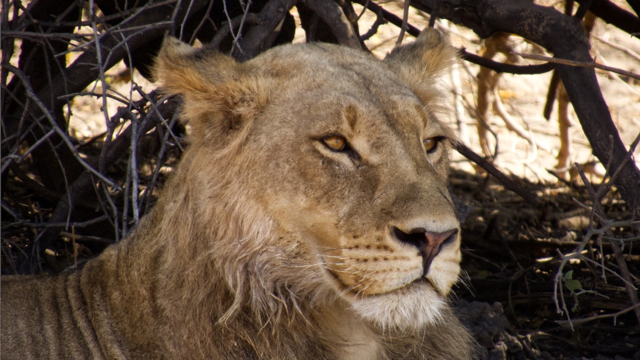 Young male lion