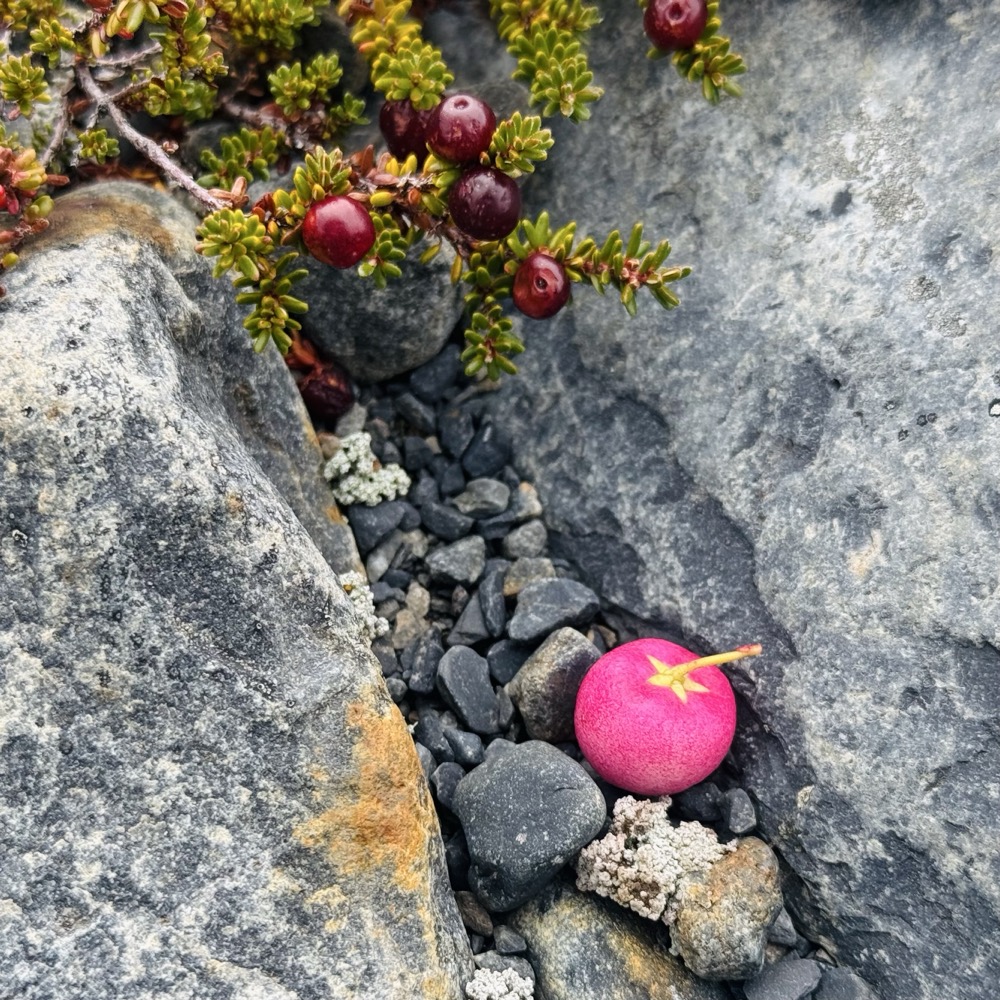 Berry foraging