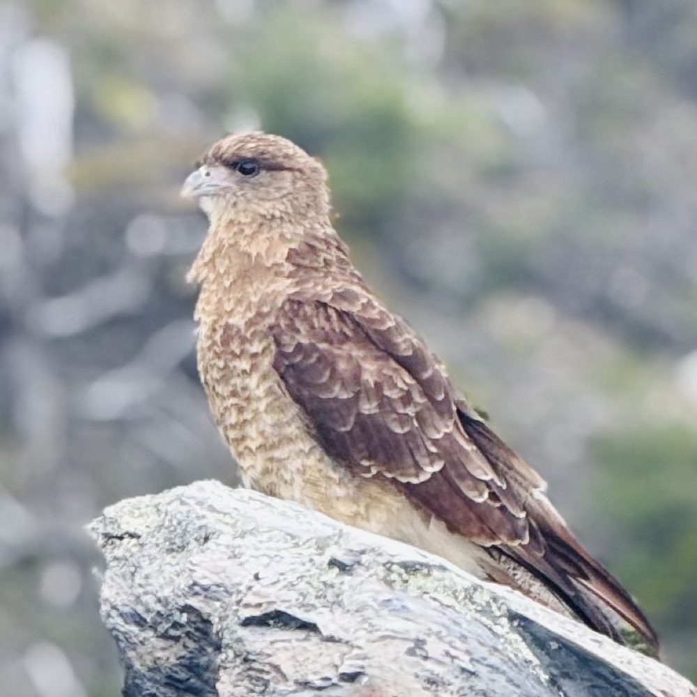 Chimango caracara