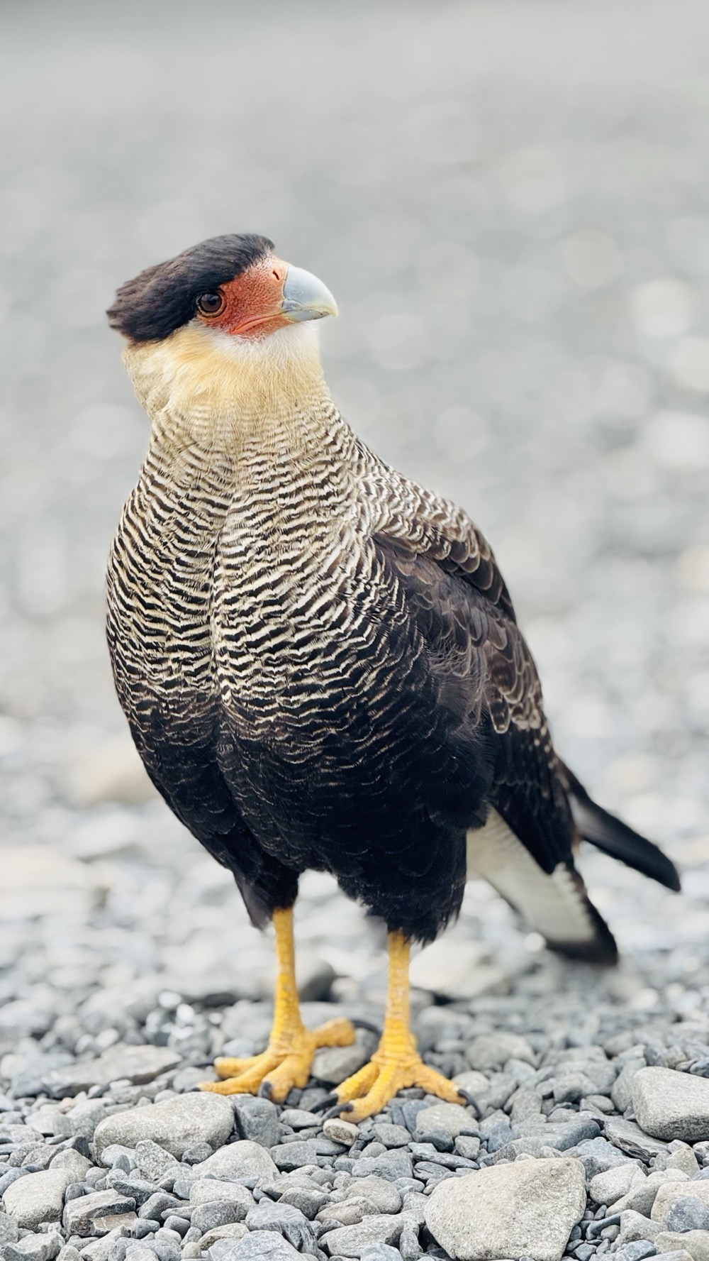 Crested Caracara