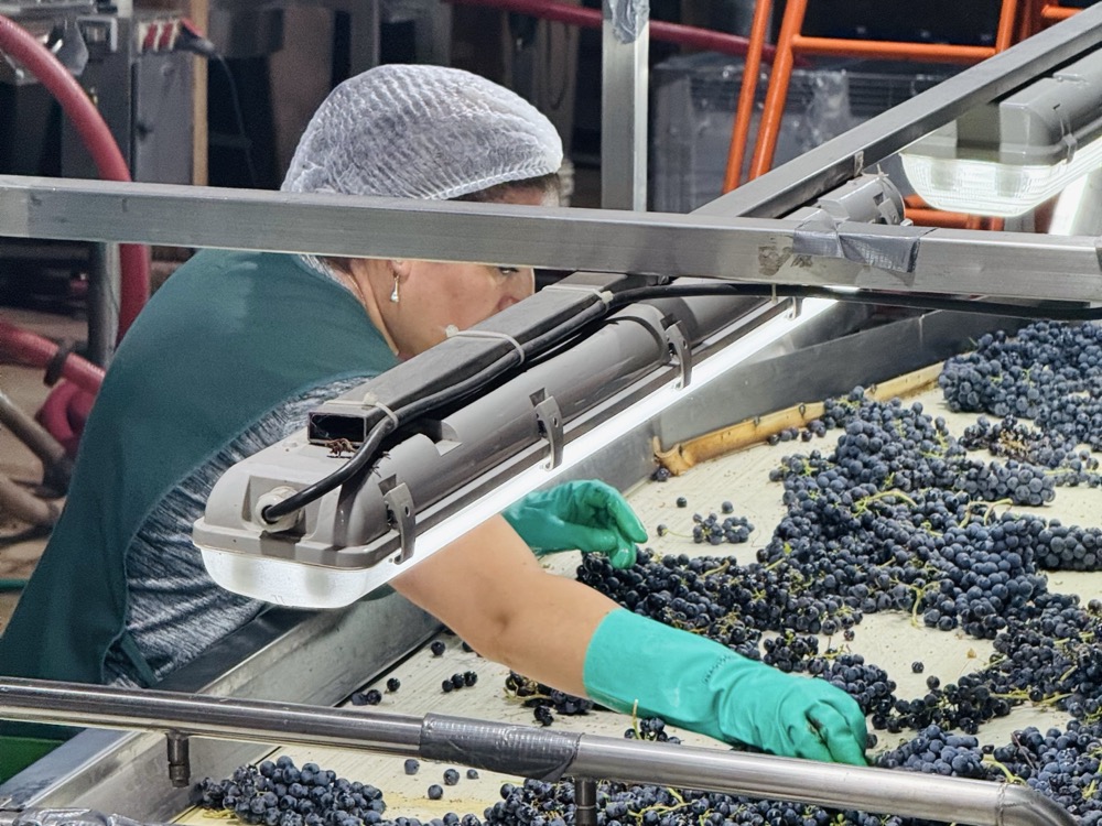 Grape sorting