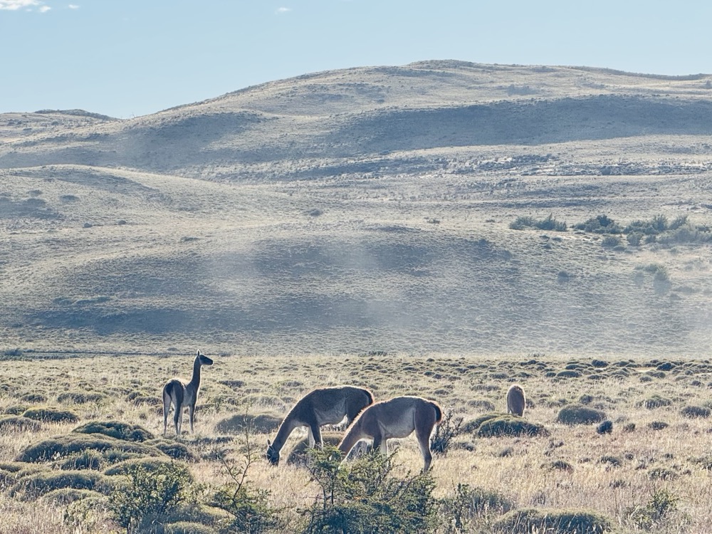 Guanacos on the trail