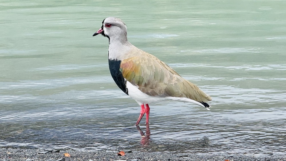 Southern Lapwing