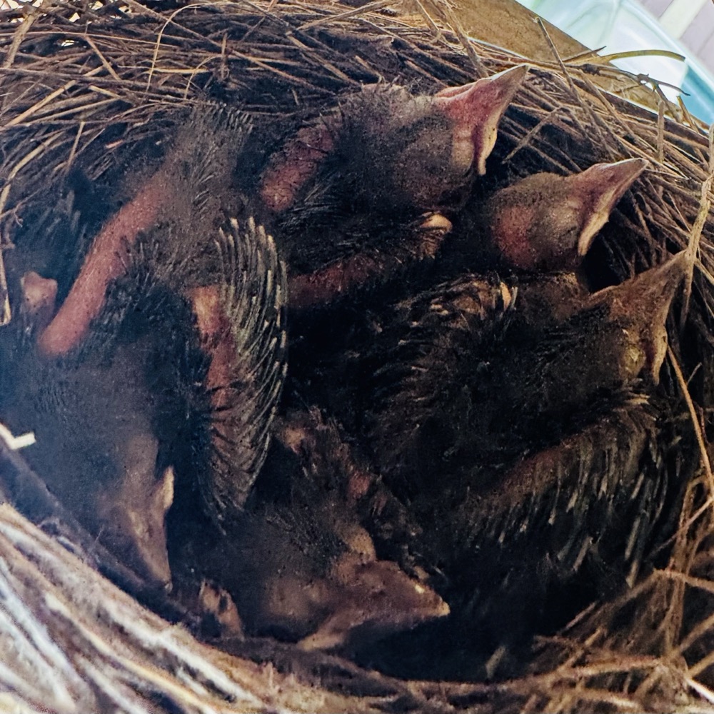 Baby grackles