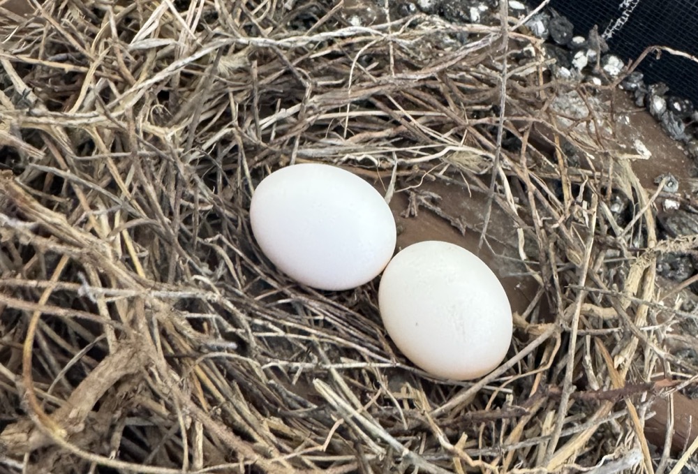 Dove eggs