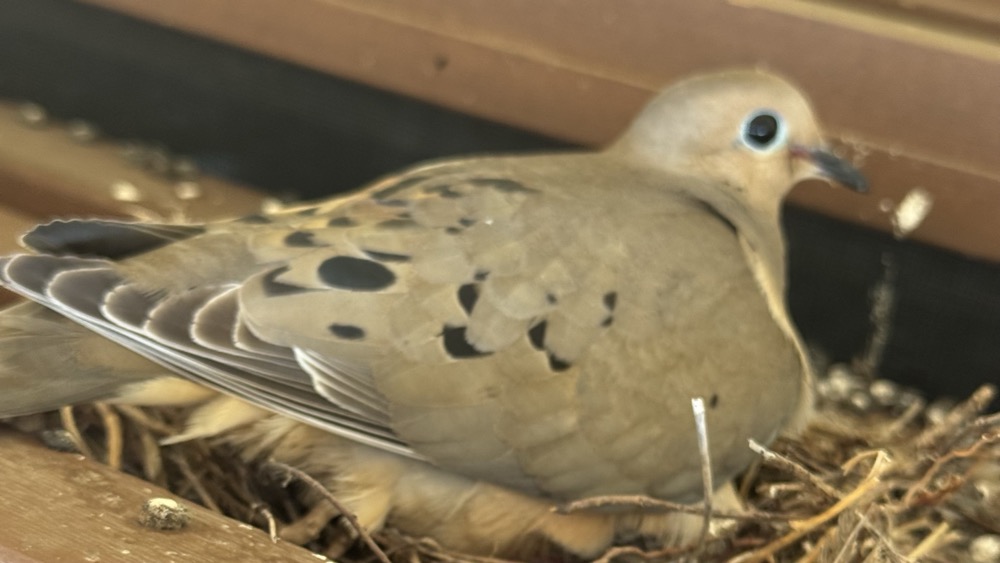 The dove cares not