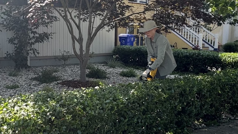 Julie trimming the hedge