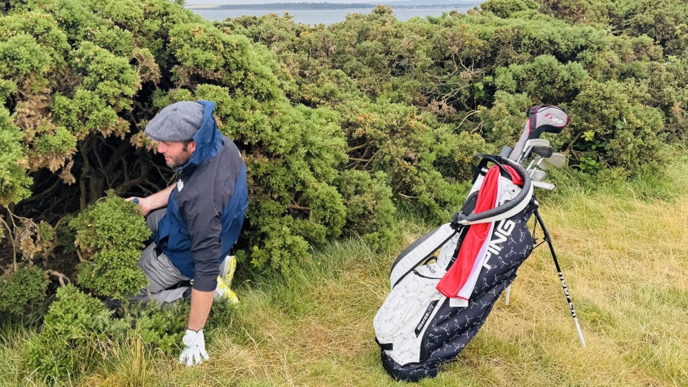 Searching in the gorse