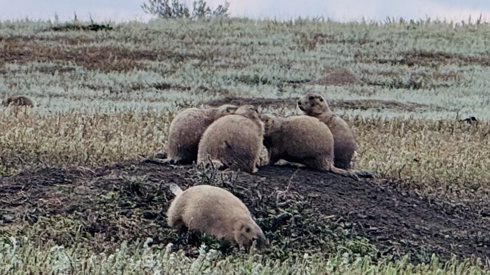 Prairie dogs having a town meeting