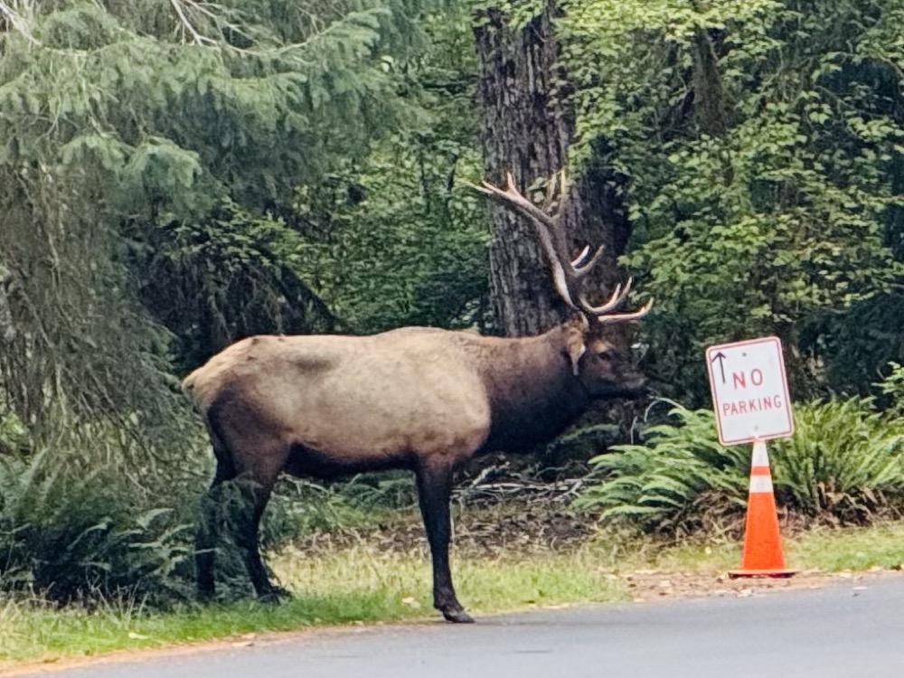Bull elk in Hoh Rain Forest camp
