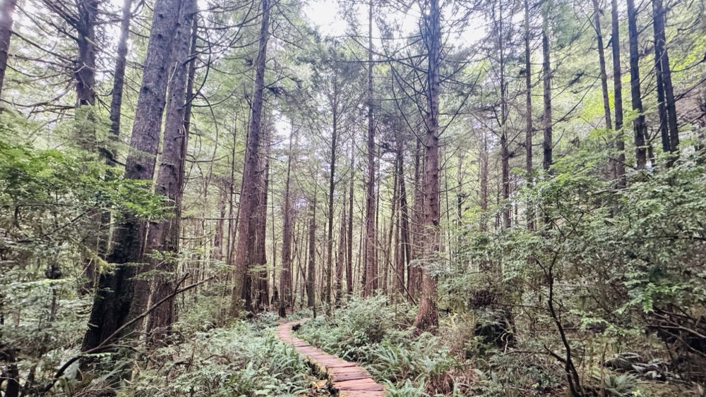Hiking trail through the coastal forest