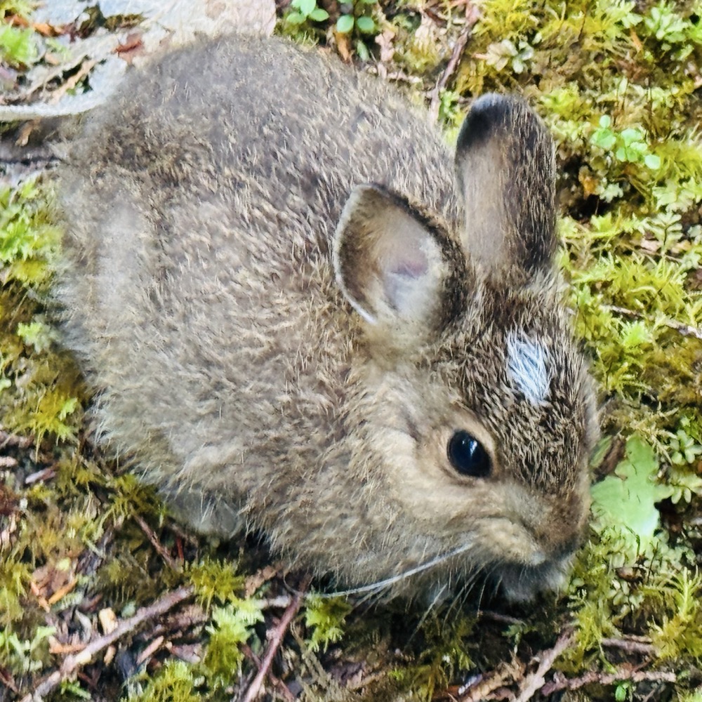 Trail bunny