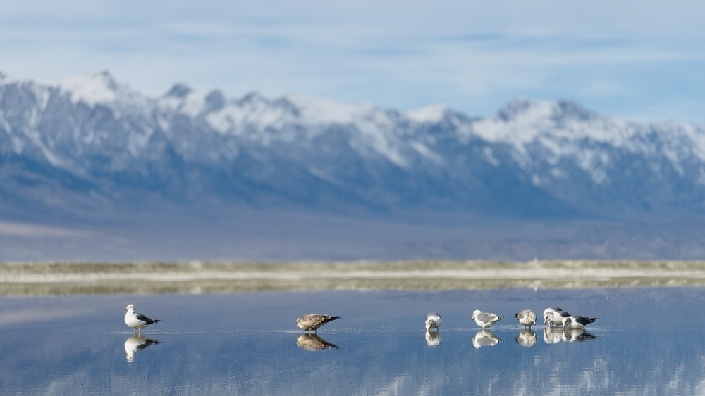 Gulls in Owens Lake