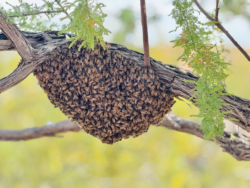 Bee colony in transition