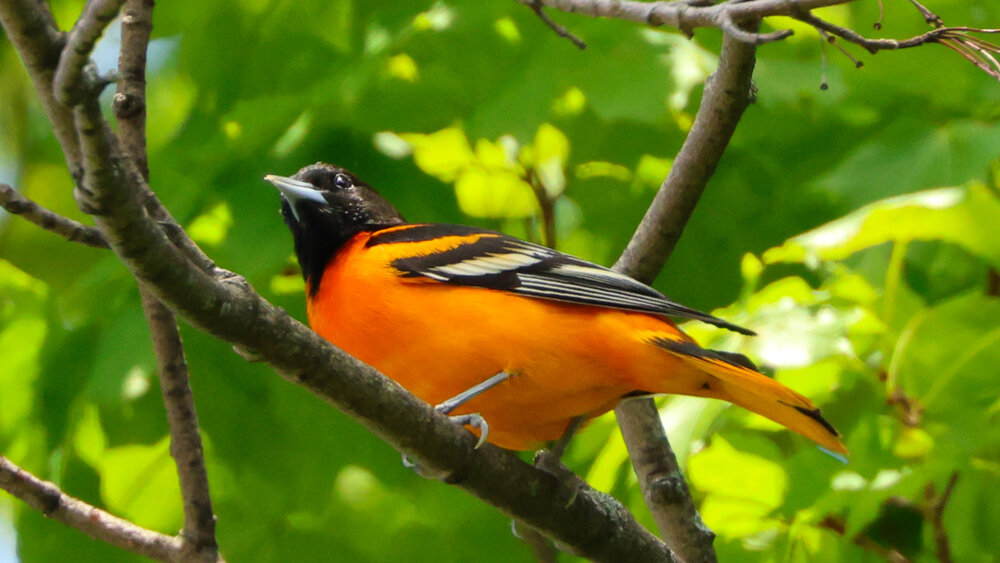 Baltimore Oriole