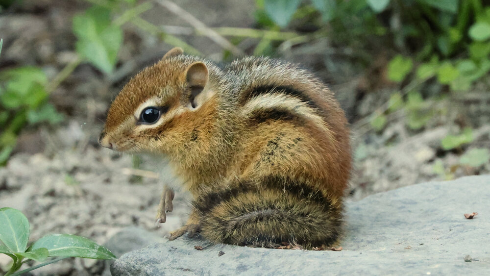 Chipmunk