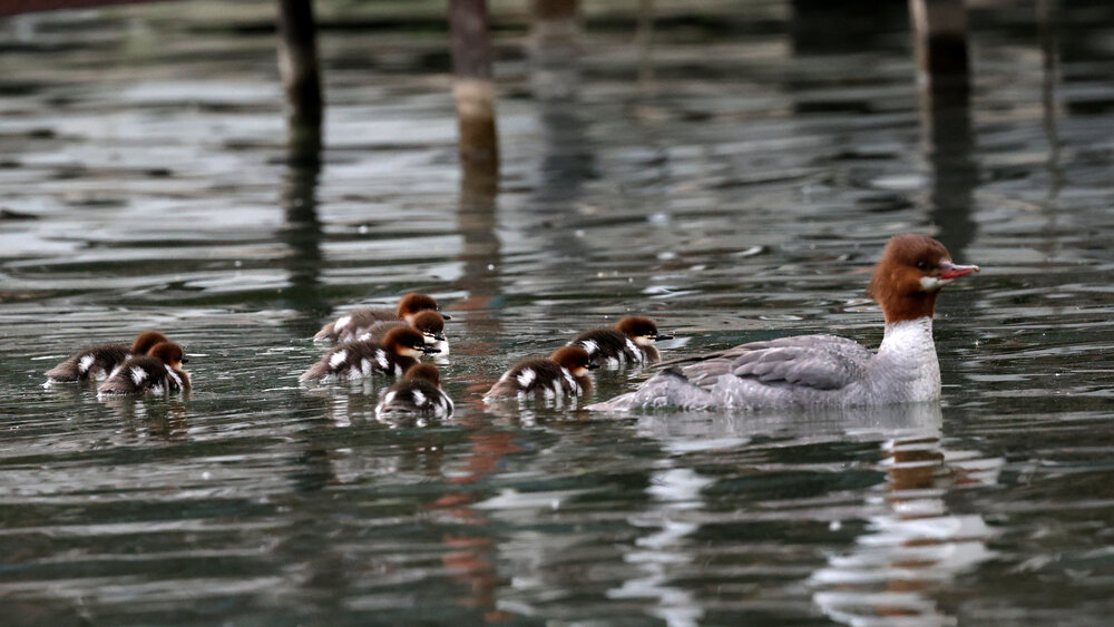 Common Merganser