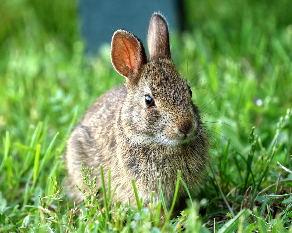 Eastern Cottontail