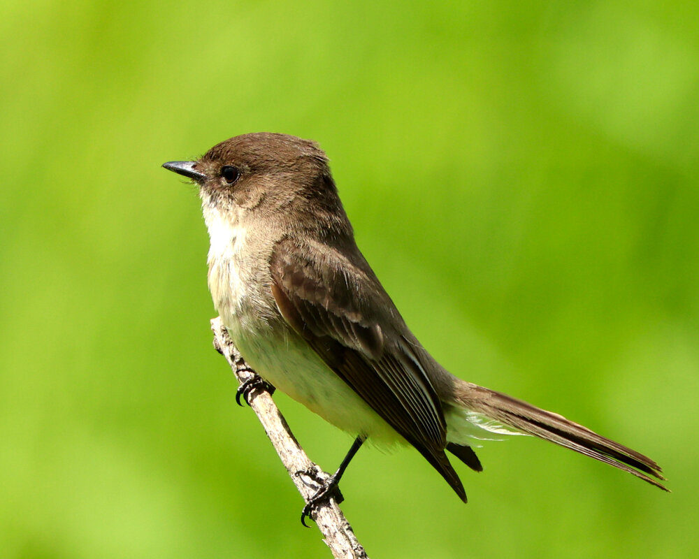 Eastern Phoebe