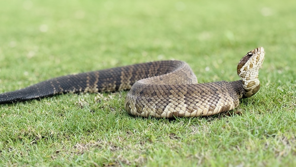 Florida cottonmouth