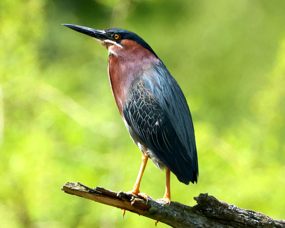 Green Heron