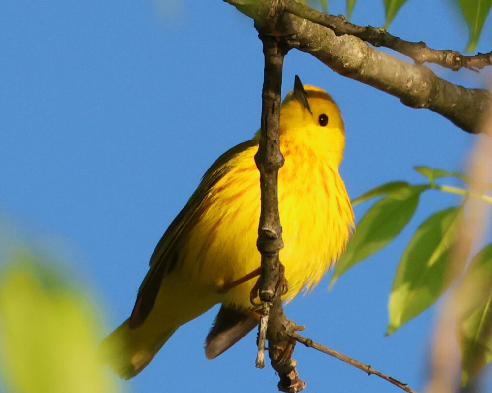 Northern Yellow Warbler