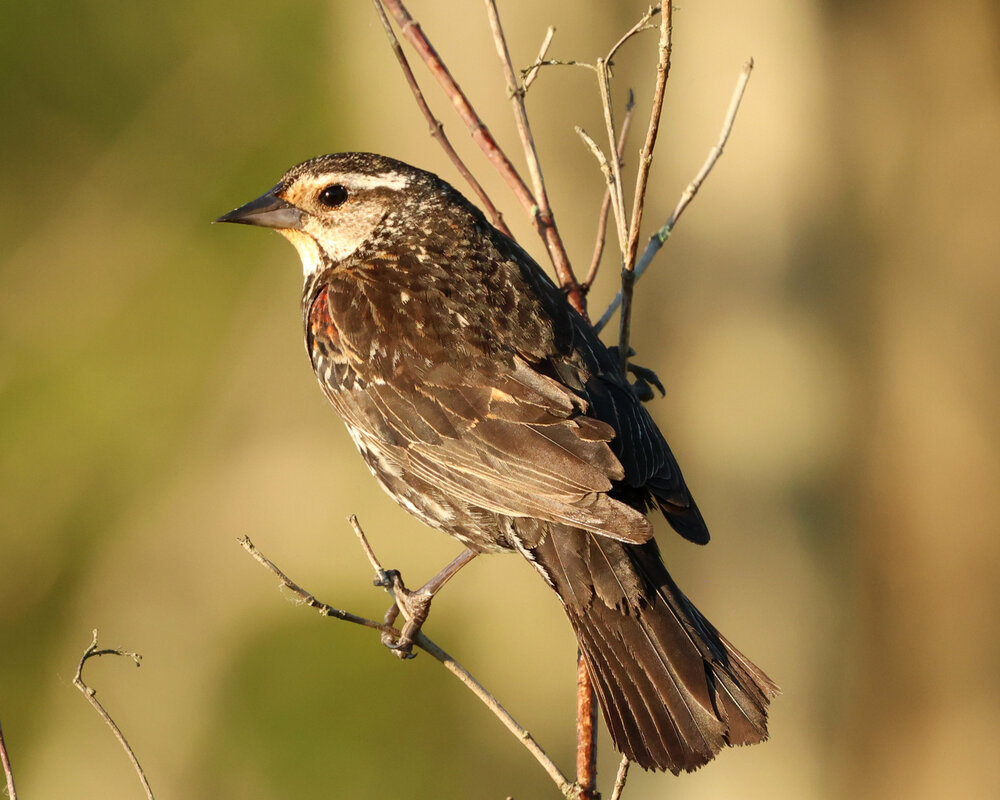 Red-winged Blackbird (female)