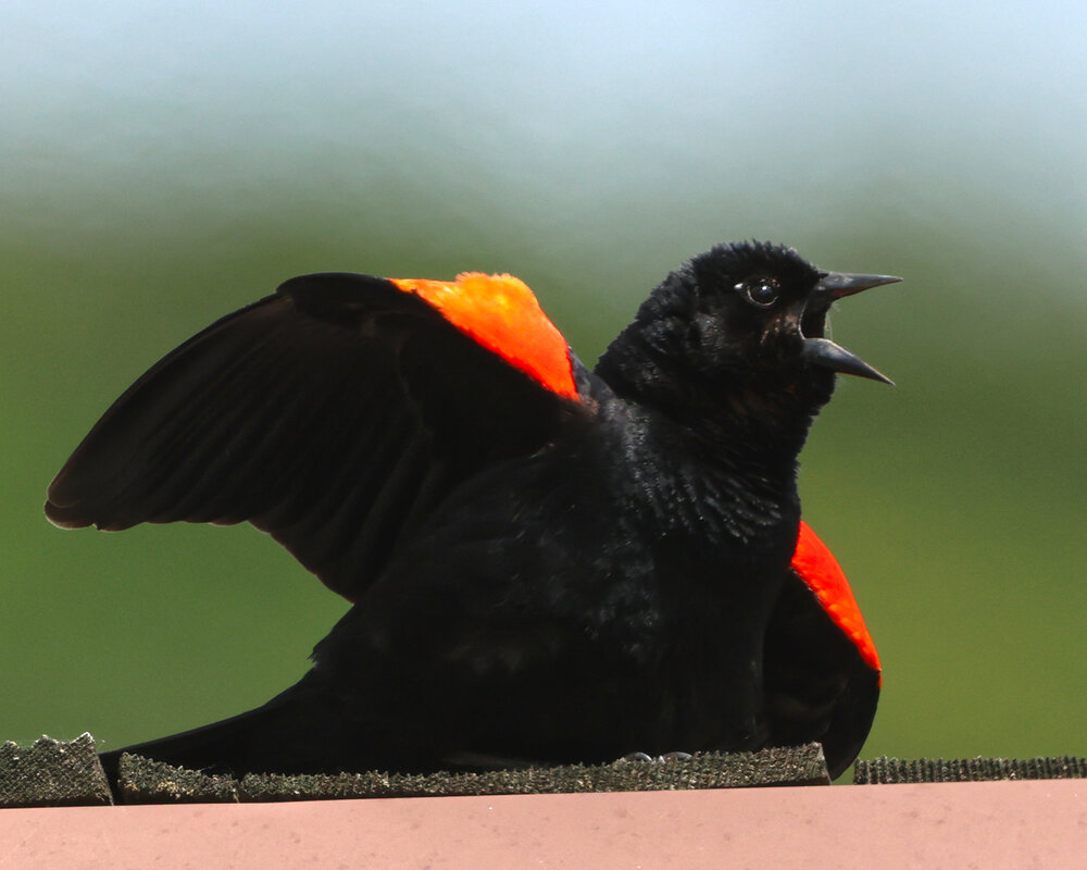 Red-winged Blackbird (male)