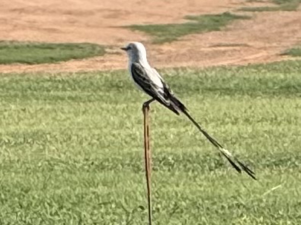 Scissor-tailed flycatcher