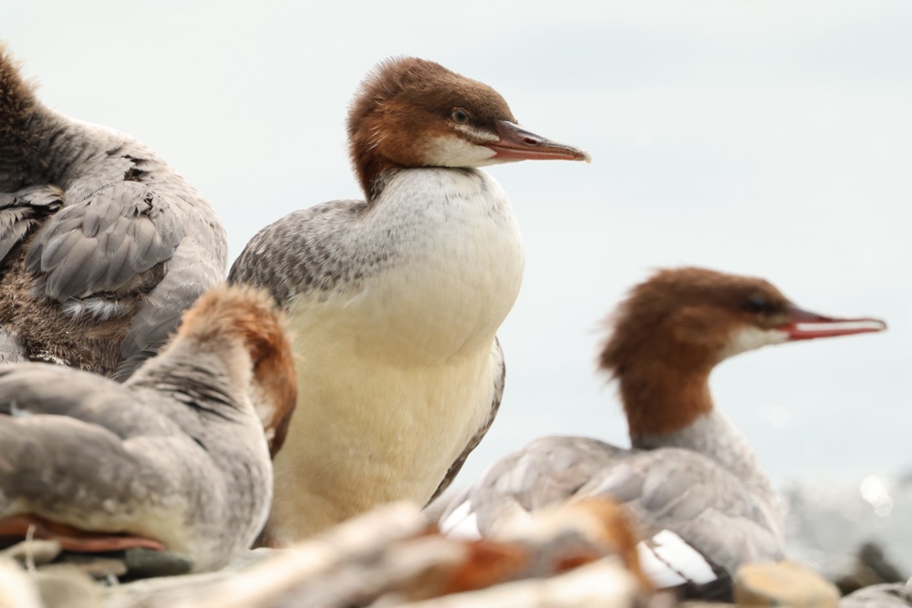 Juvenile Common Mergansers