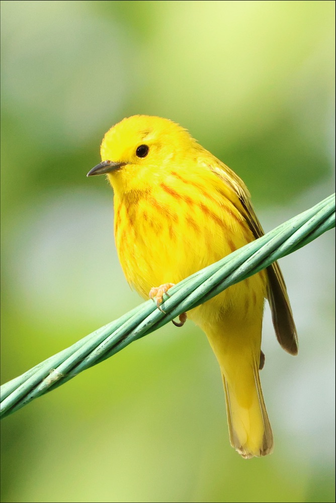 Northern Yellow Warbler