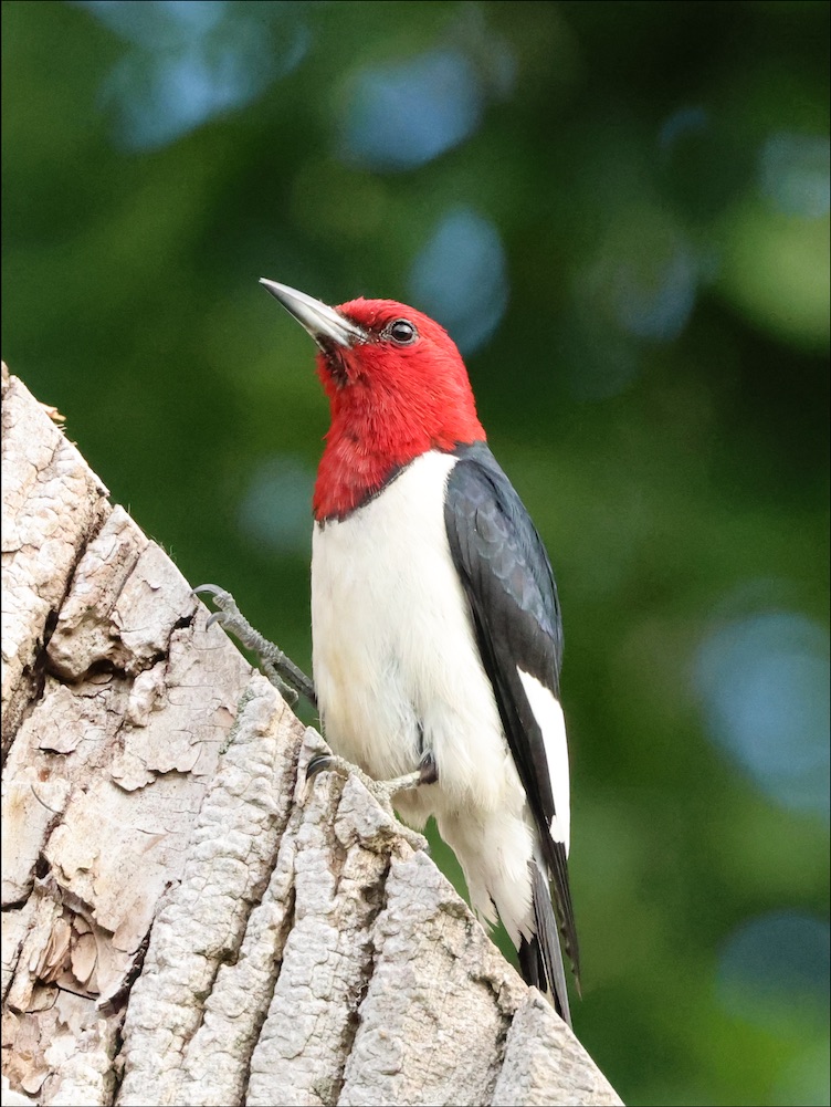 Red-headed Woodpecker
