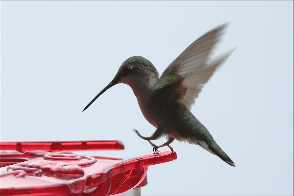 Ruby-throated Hummingbird