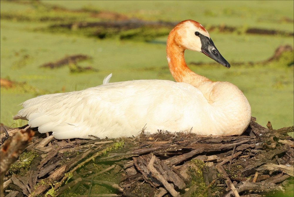 Trumpeter Swan on nest